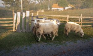 Falusi coworking – közösségi iroda a kiskert mellett