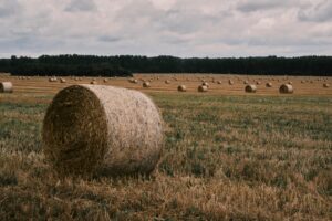 Fiatal vállalkozók vidéken – a falusi startupok sikertörténetei