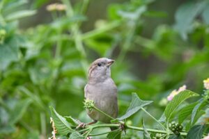 Mit tanítanak nekünk a városi galambok viselkedése?